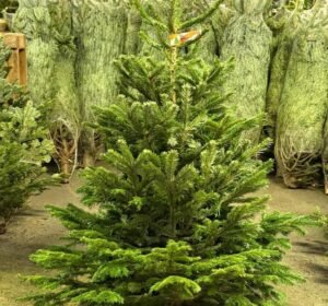 Wholesale Christmas Trees Pallet: Buy 50 Trees at Each